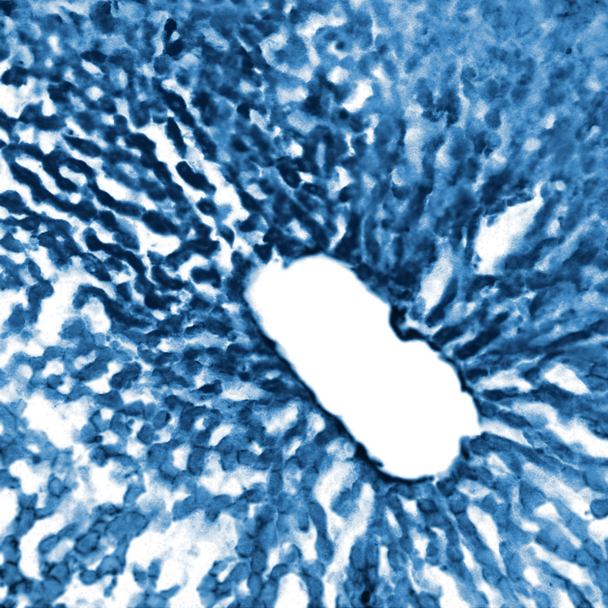 IV Ogólnopolska Konferencja nanobiotechmedyczna Nanobiomedica